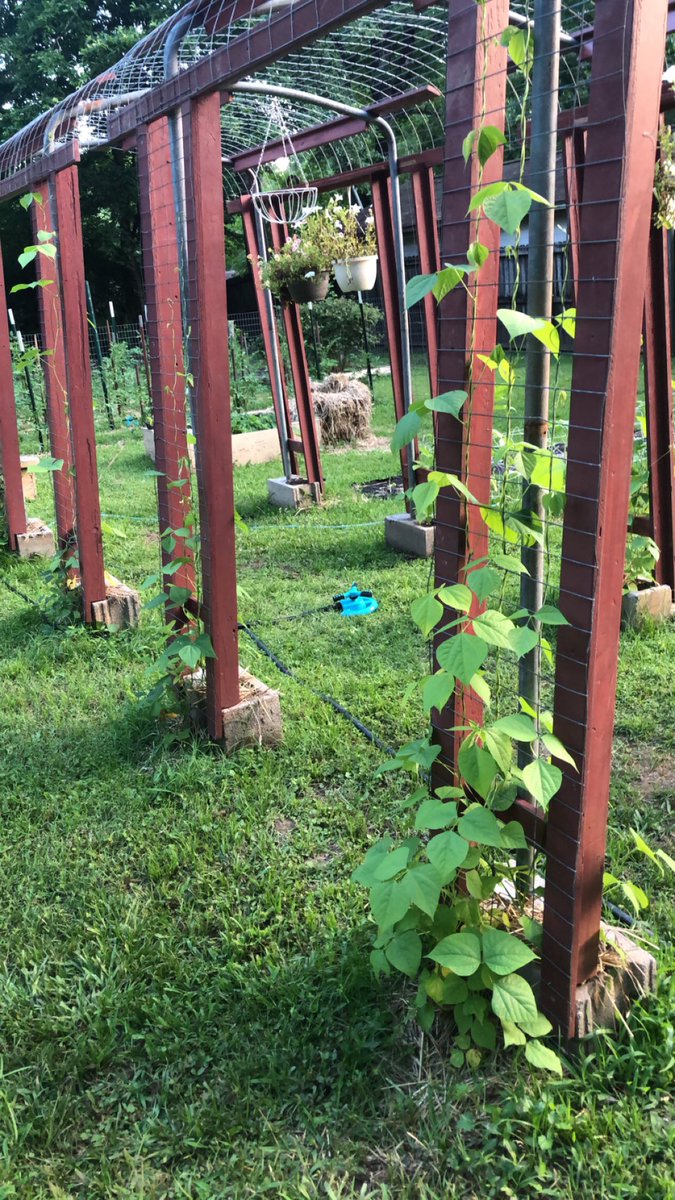 PosingPosies's tweet photo. It’s crazy what a little time and patience can do to the #garden 😍 

#verticalgardening #GardensHour #gardentherapy #cutflowers #polebeans #cutflowerchat #flowers #SummerVibes #gardenwalk #Arkansas https://t.co/DKUt1ltr3x