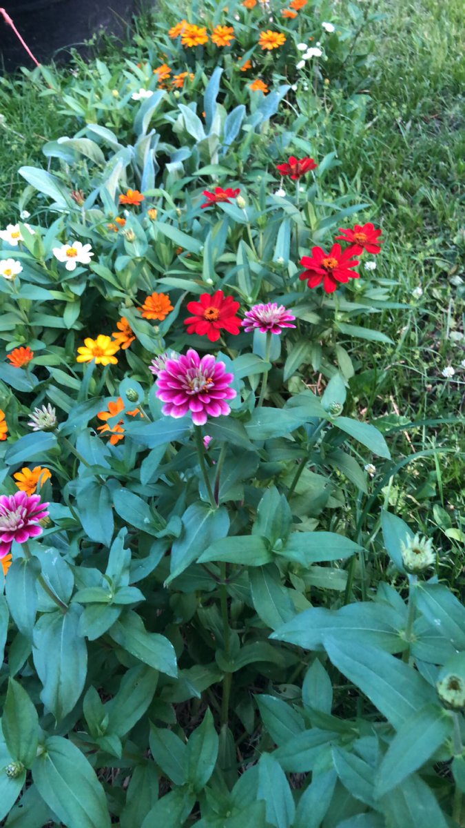 PosingPosies's tweet photo. It’s crazy what a little time and patience can do to the #garden 😍 

#verticalgardening #GardensHour #gardentherapy #cutflowers #polebeans #cutflowerchat #flowers #SummerVibes #gardenwalk #Arkansas https://t.co/DKUt1ltr3x