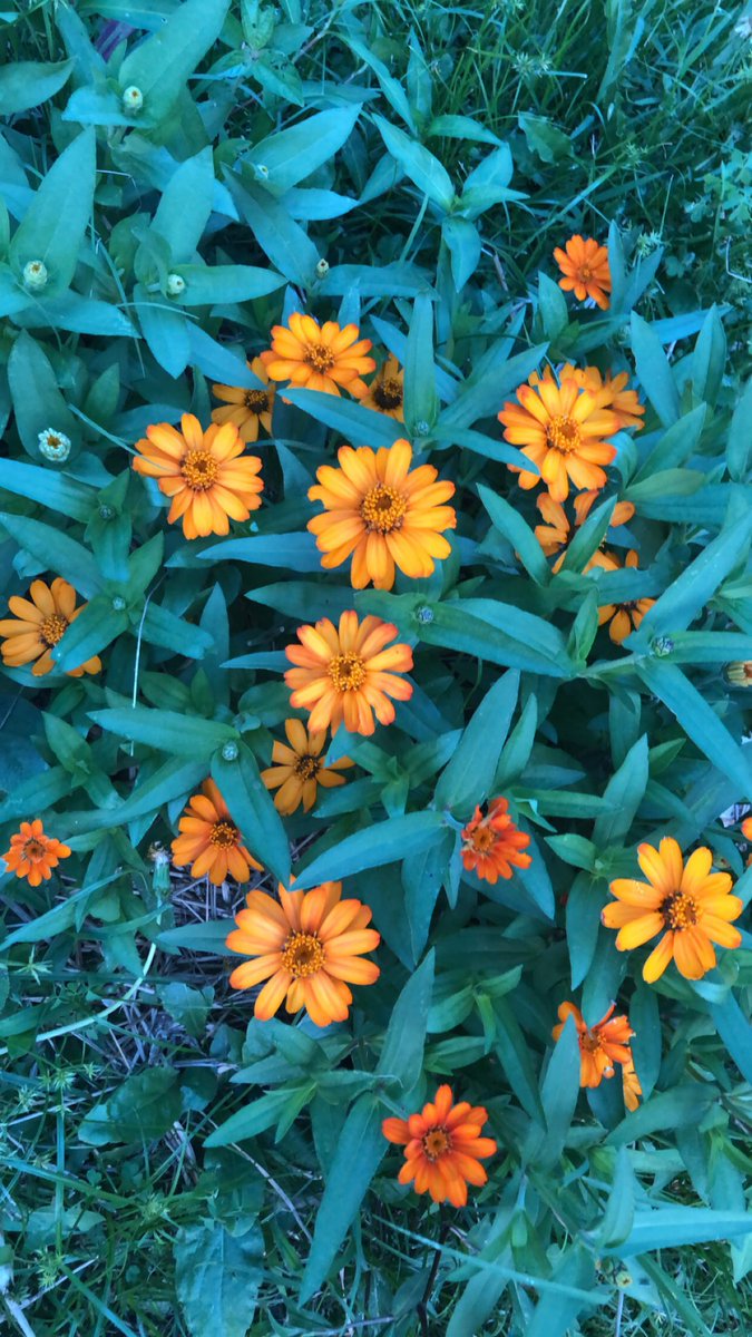 PosingPosies's tweet photo. It’s crazy what a little time and patience can do to the #garden 😍 

#verticalgardening #GardensHour #gardentherapy #cutflowers #polebeans #cutflowerchat #flowers #SummerVibes #gardenwalk #Arkansas https://t.co/DKUt1ltr3x