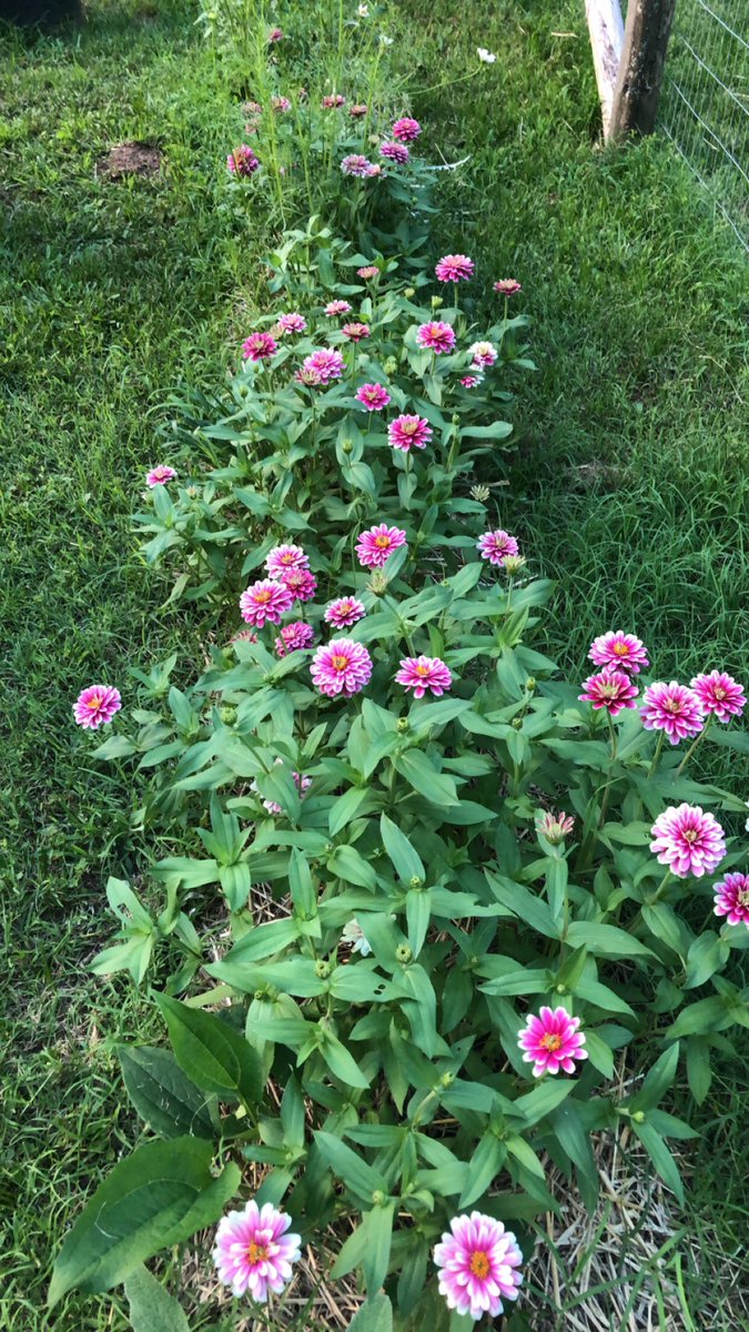 PosingPosies's tweet photo. It’s crazy what a little time and patience can do to the #garden 😍 

#verticalgardening #GardensHour #gardentherapy #cutflowers #polebeans #cutflowerchat #flowers #SummerVibes #gardenwalk #Arkansas https://t.co/DKUt1ltr3x