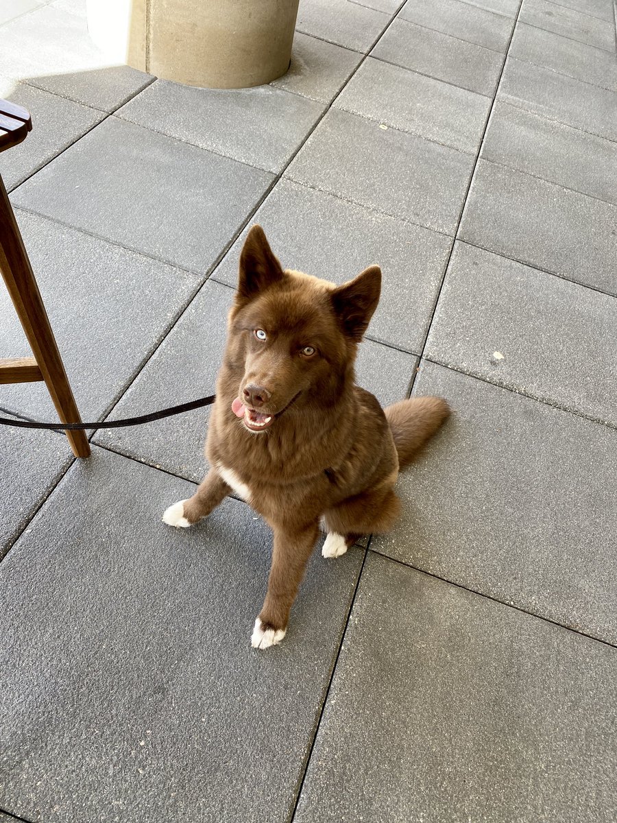 thehuletpack's tweet photo. I’m 6 months old today! Happy birthday to me! 🎉  #siberianhusky #PrincessKai #birthdaygirl https://t.co/6lNJEhLLmn