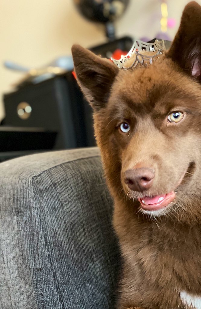 thehuletpack's tweet photo. I’m 6 months old today! Happy birthday to me! 🎉  #siberianhusky #PrincessKai #birthdaygirl https://t.co/6lNJEhLLmn