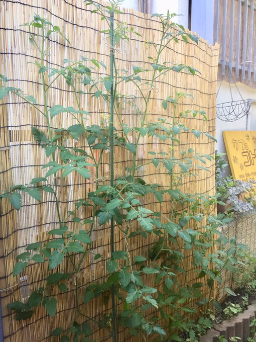 グリーンカーテンのtwitterイラスト検索結果