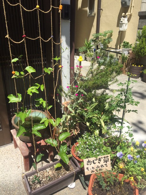 グリーンカーテンのtwitterイラスト検索結果