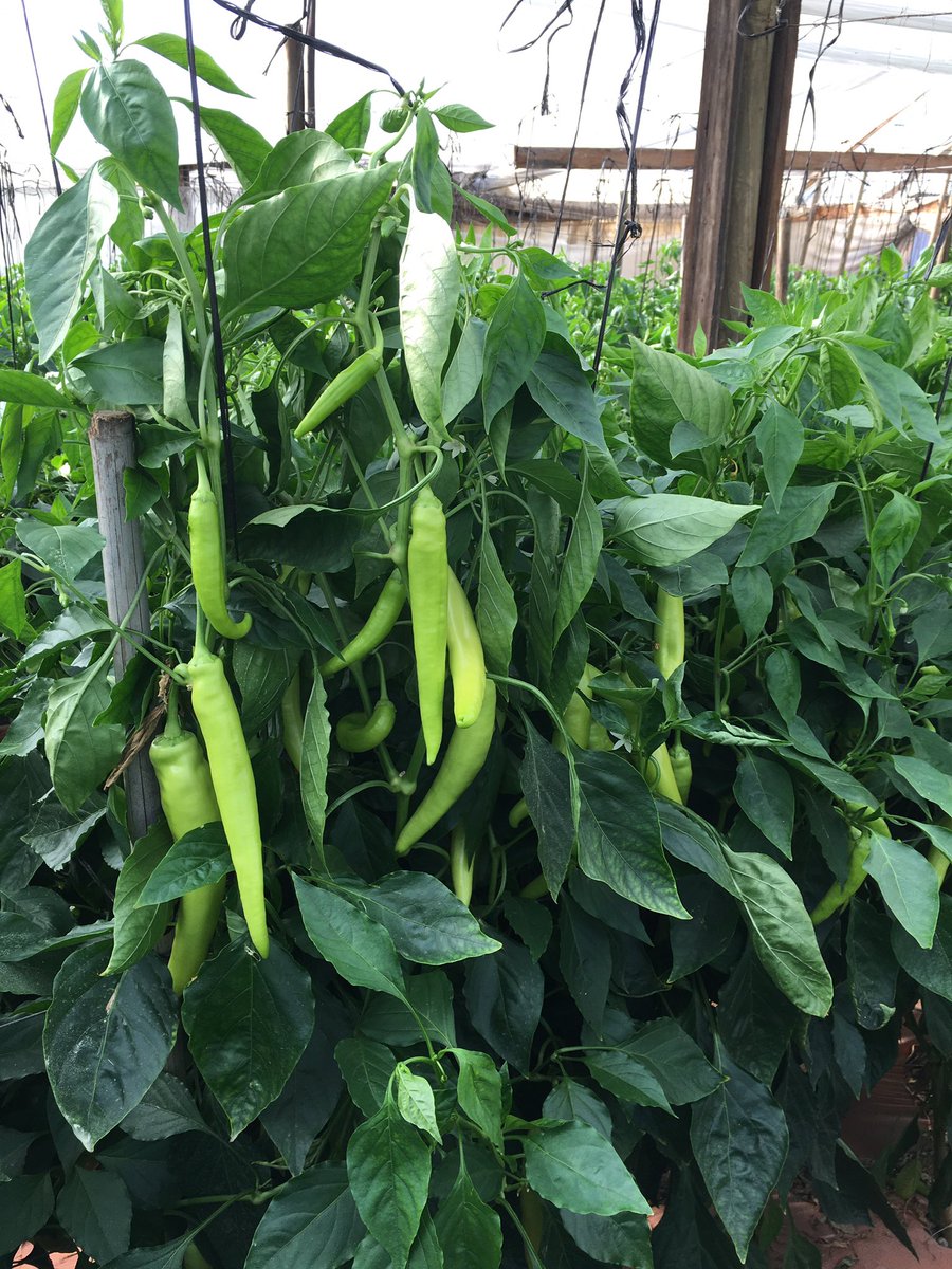 AsesoriasSusten's tweet photo. Etapa de crecimiento del ají #Variedad #INFERNO @SeminisIberia @seminisbrasil @SeminisMX  
Excelente cosecha y nivel productivo   Temporada 2019 https://t.co/jro0gP8lwp