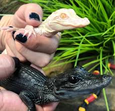 GatorsDaily's tweet photo. THEY GROW UP SO FAST 😭 https://t.co/RSKmwYp0c2