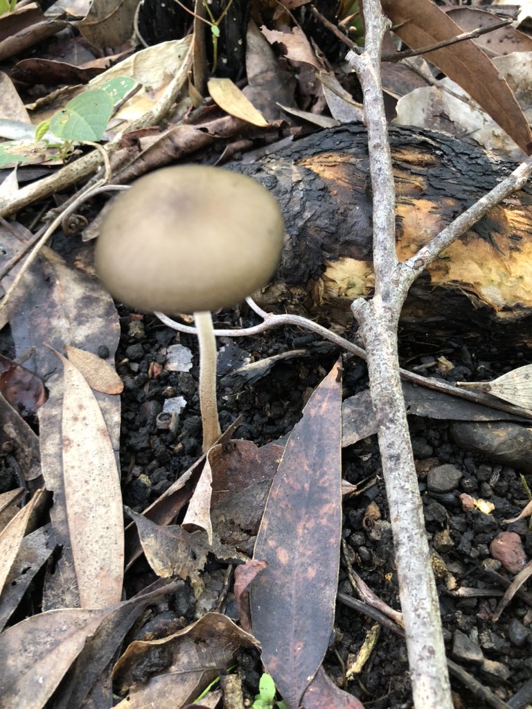 iMerinet's tweet photo. #funghi #bushday #AdventureDay #TheNatureSchool https://t.co/vQFZlMef6K