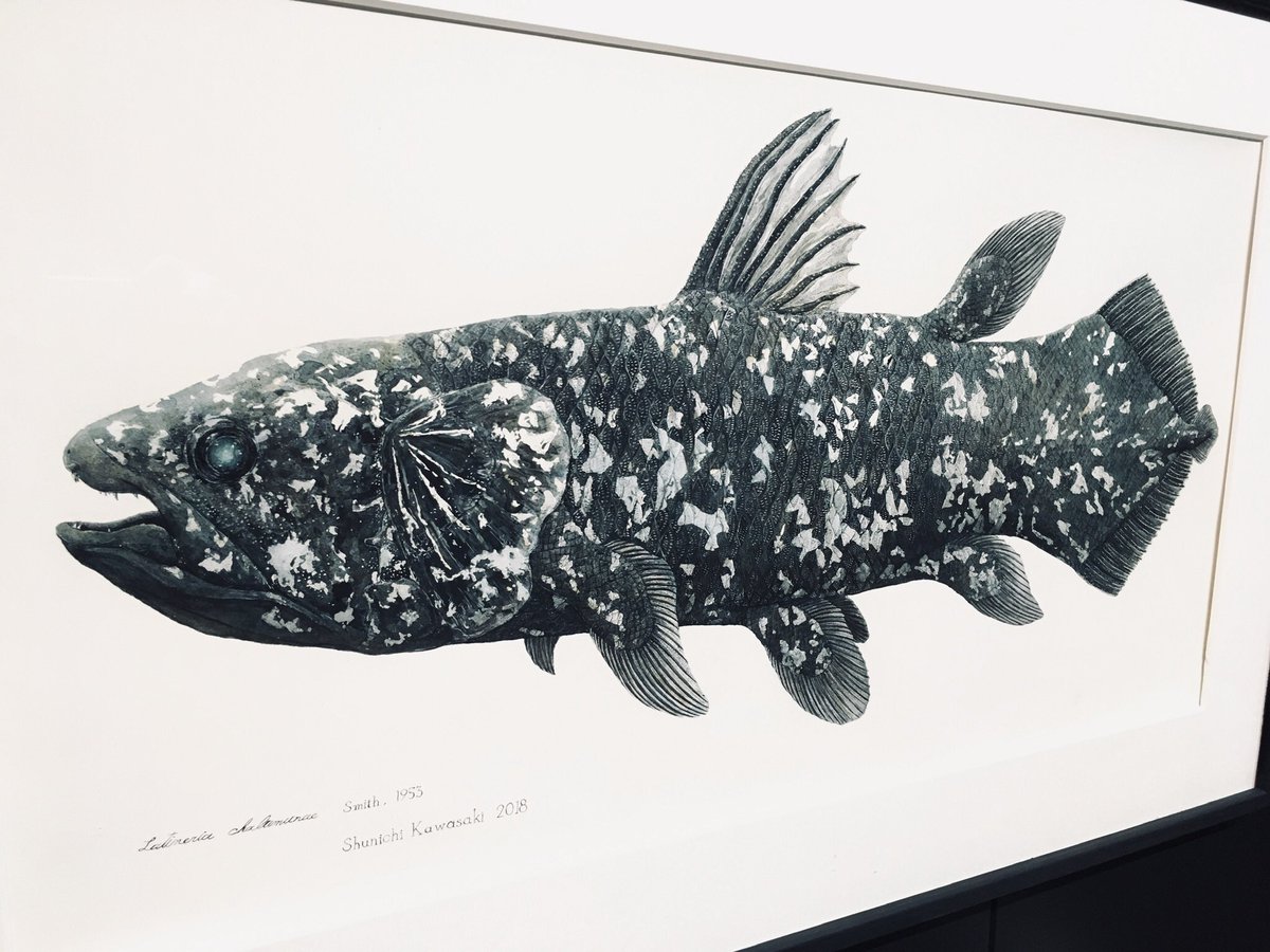 「いきものを描くと、「ここ、こんな形だったんだ」と気付いたり「で、この形どういう意」|かわさきしゅんいちのイラスト