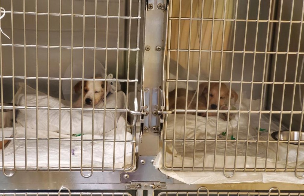 StephanieStarrC's tweet photo. Both pups were admitted to ICU at 3am last night. Lucky's blood work came back pretty bad. He has a Gtube to feed him nutrition. Buddy was trembling in pain high b/p so they gave him pain meds. They are now on stronger antibiotics. #puppylove #fuckparvo https://t.co/wkzuIBRf9M