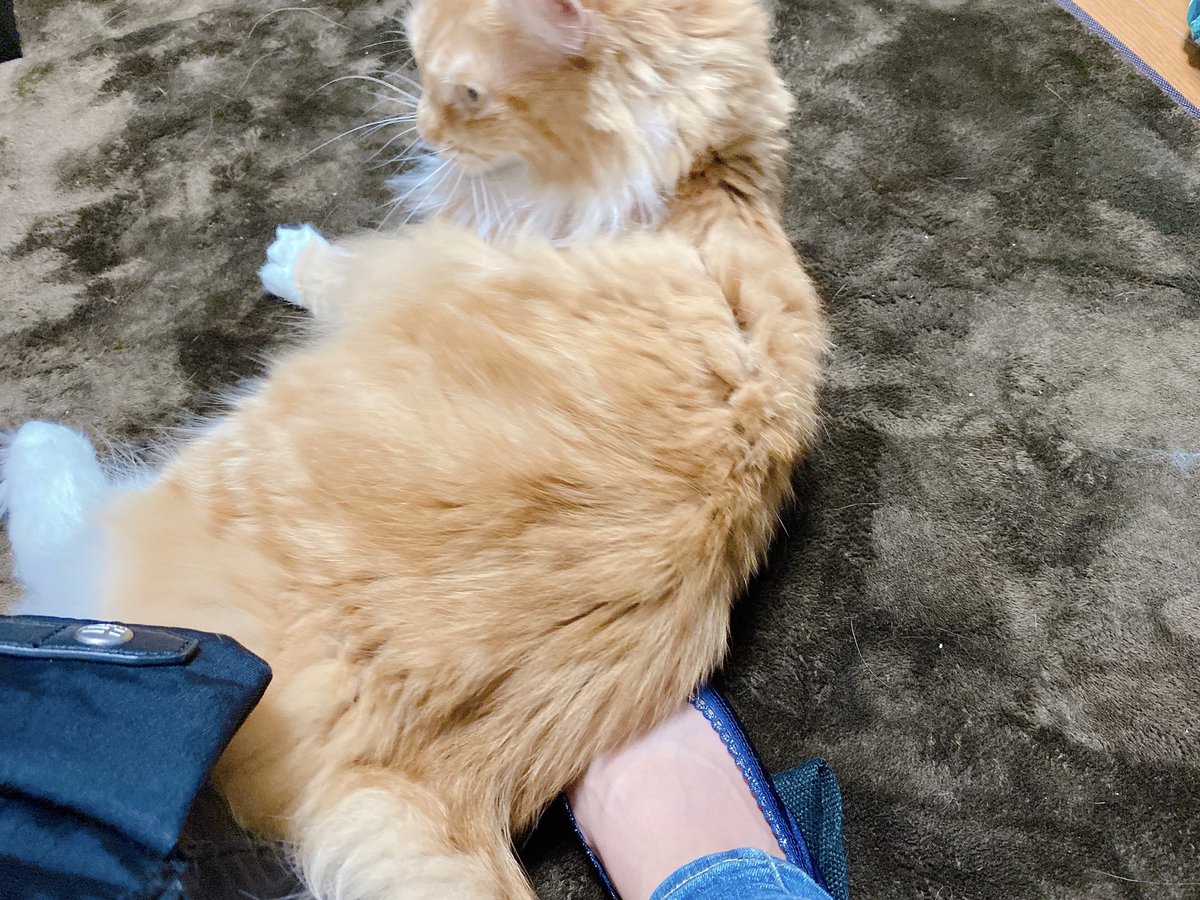 ふわふわ猫