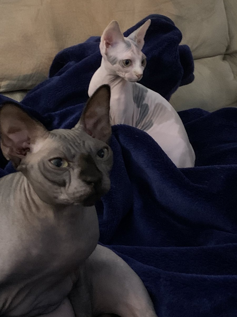 romedyMC's tweet photo. #LifeWithAli featuring older sister Electra. https://t.co/gfQVUsyT7q