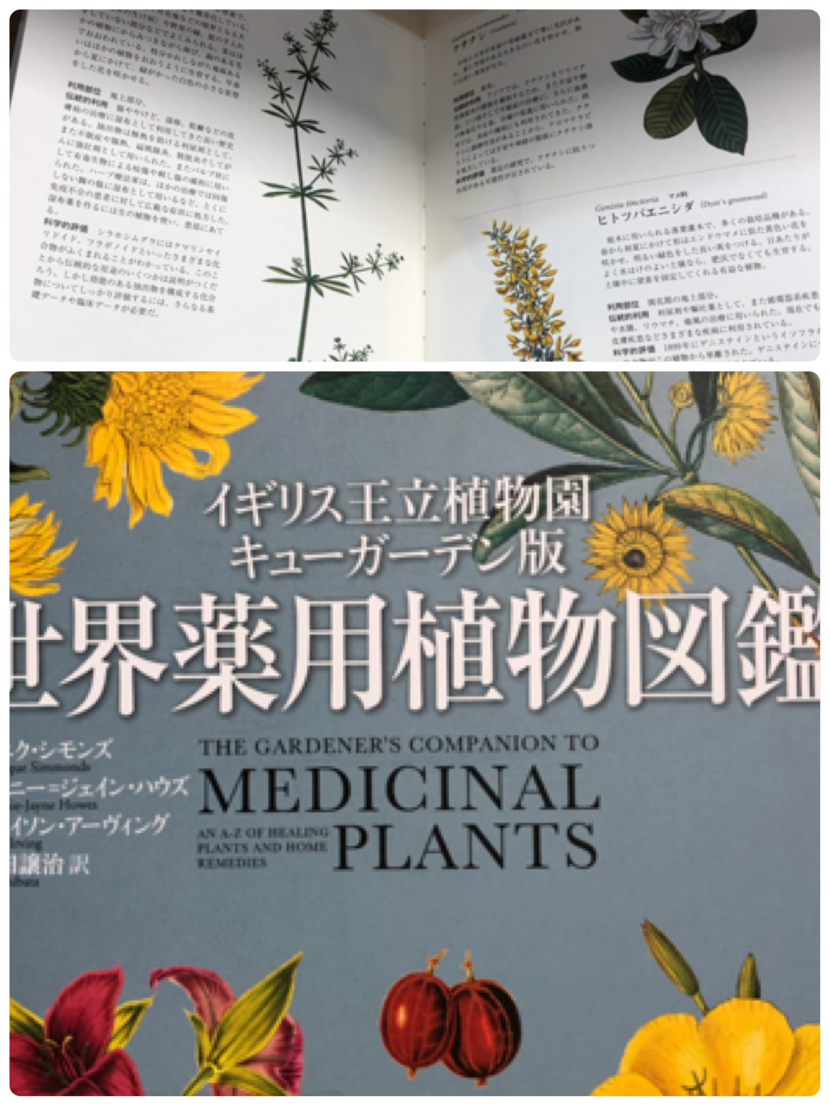 めいちゃん Al Twitter 6 17新着図書 世界中の薬用植物から選んだ277種すべてにイラストをつけて解説 ニオイスミレのシロップ エルダーベリー ビネガーなどおしゃれレシピも紹介 タイトル 世界薬用植物図鑑 イギリス王立植物園キューガーデン版請求記号