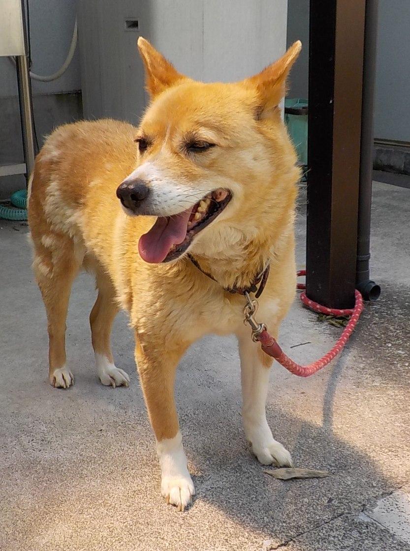 Japanesemichael Jackson 栃木県保健所 期限 6月24日 性別 女 年齢推定 中齢 犬種 雑種犬 体格 中 毛色 茶白 収容月日場所 6 16 下野市祇園 赤茶色革製首輪 ノミ取り 赤白色リード 迷子犬 栃木県 下野市 祇園 雑種犬 保健所