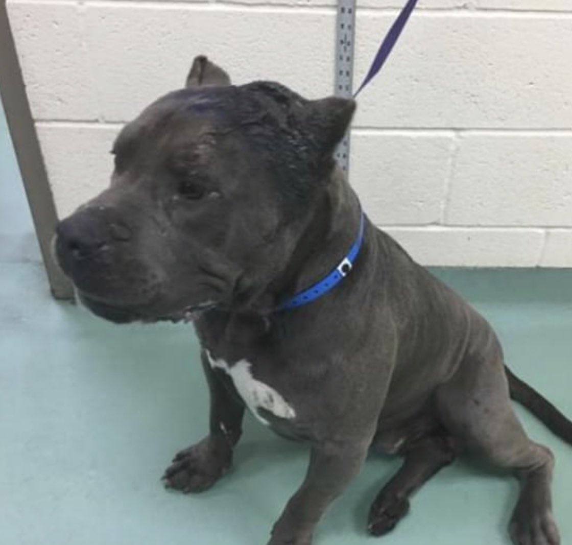 reddogsusie's tweet photo. #TN #MEMPHIS
🆘🆘SPECIAL PLEA Sterling 2yo boy HAS LARGE OPEN WOUND ON HIS HEAD This poor guy is in need of ongoing vet care #RESCUE #FOSTER &amp; #PLEDGES #A323312 PLS HELP🙏🏻
https://t.co/BmmeQfRXTb https://t.co/fboG2s1Lb0