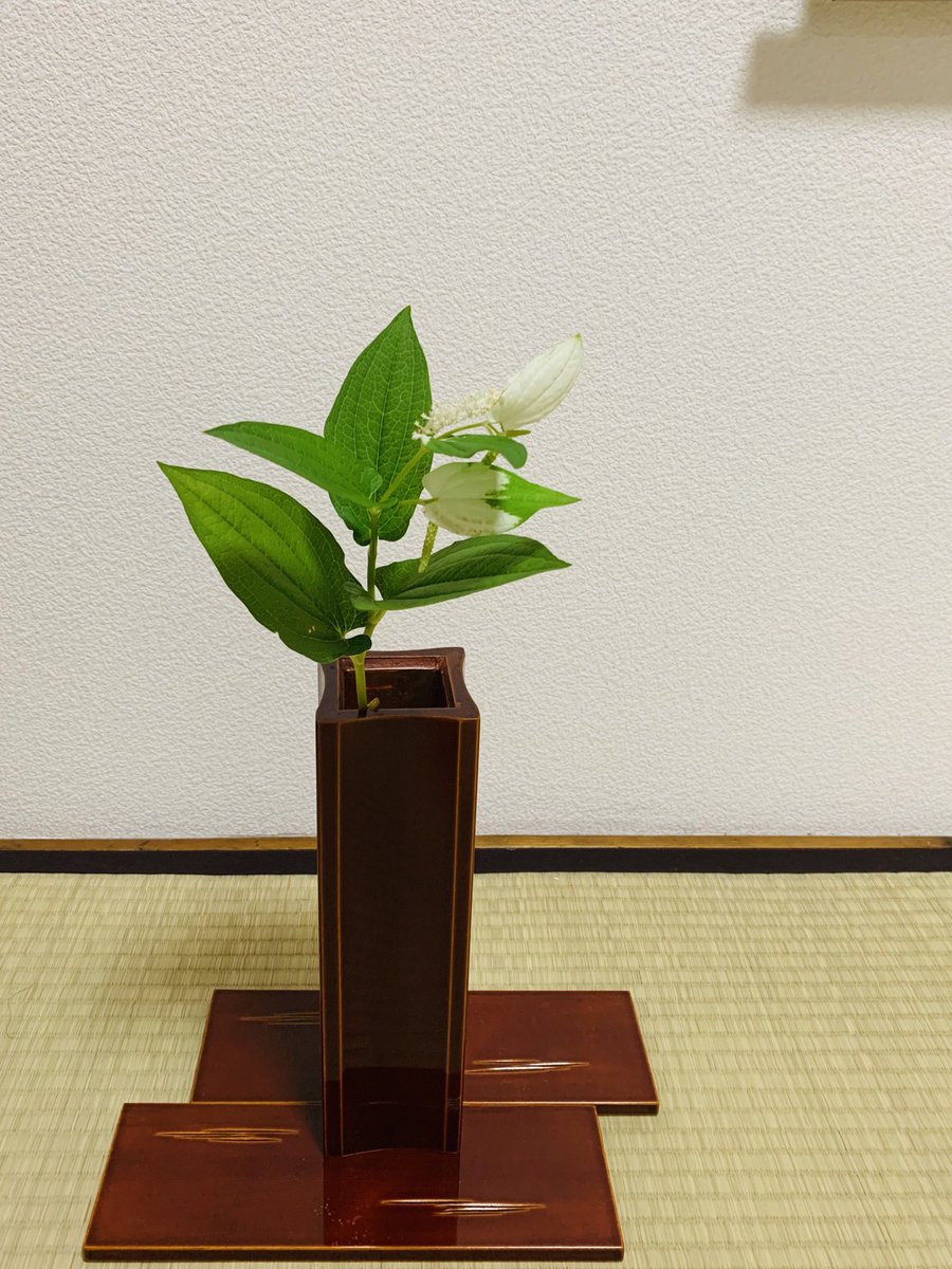 表千家茶道 池田教室 6月 茶花 半夏生 はんげしょう 春慶塗り糸巻き花入 半夏生は 半分お化粧しているみたいなので 半化粧とも 茶花 茶道教室 着付け教室 T Co Wtv4orj45l Twitter