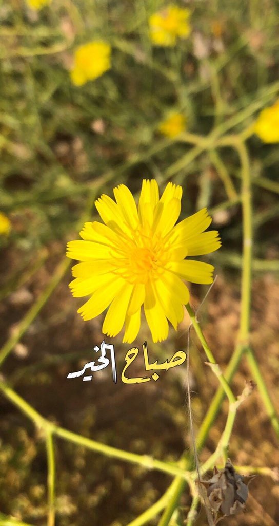 Kfo_518's tweet photo. #صباح_الخير https://t.co/M6XedLtnKH