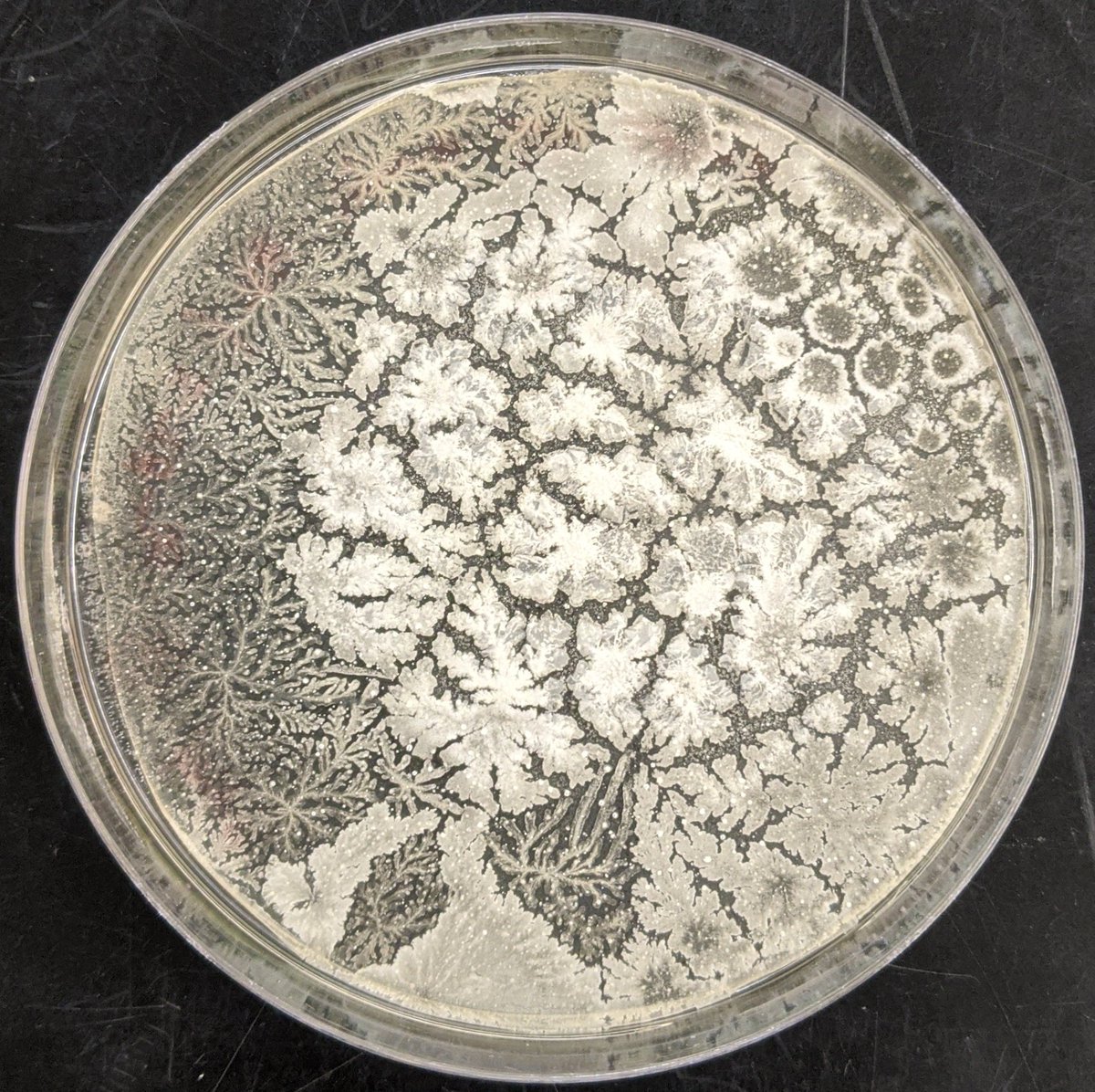 Anbarasu Karthikaichamy, Ph.D. tweet media