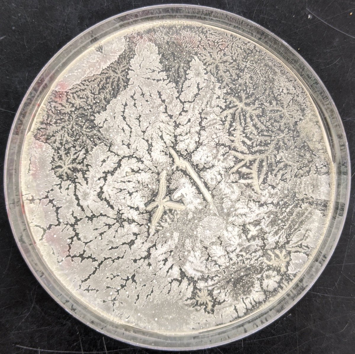 Anbarasu Karthikaichamy, Ph.D. (@akarthikaichamy) on Twitter photo Looks like my Aurantiochytrium colonies had a creative time during lockdown! #accidentalart #fractals #protists <a href="/Collier_Lab_SBU/">Jackie Collier</a> <a href="/JoshuaRest/">Joshua Rest</a> Looks like my Aurantiochytrium colonies had a creative time during lockdown! #accidentalart #fractals #protists <a href="/Collier_Lab_SBU/">Jackie Collier</a> <a href="/JoshuaRest/">Joshua Rest</a>