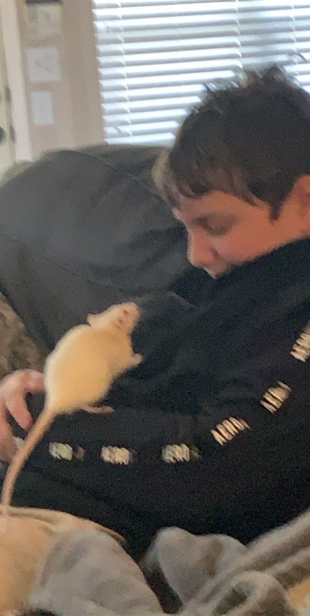 Kerra_Glover's tweet photo. We get to take care of @MsStewart_WLMS class pets this week! Anna and Elsa have been so snuggly all day! Thanks so much for letting us care for them even when it is summer!! Nick was SO excited! #bethelight #wlmswolves #wearegroves https://t.co/V42IqaR6Sc