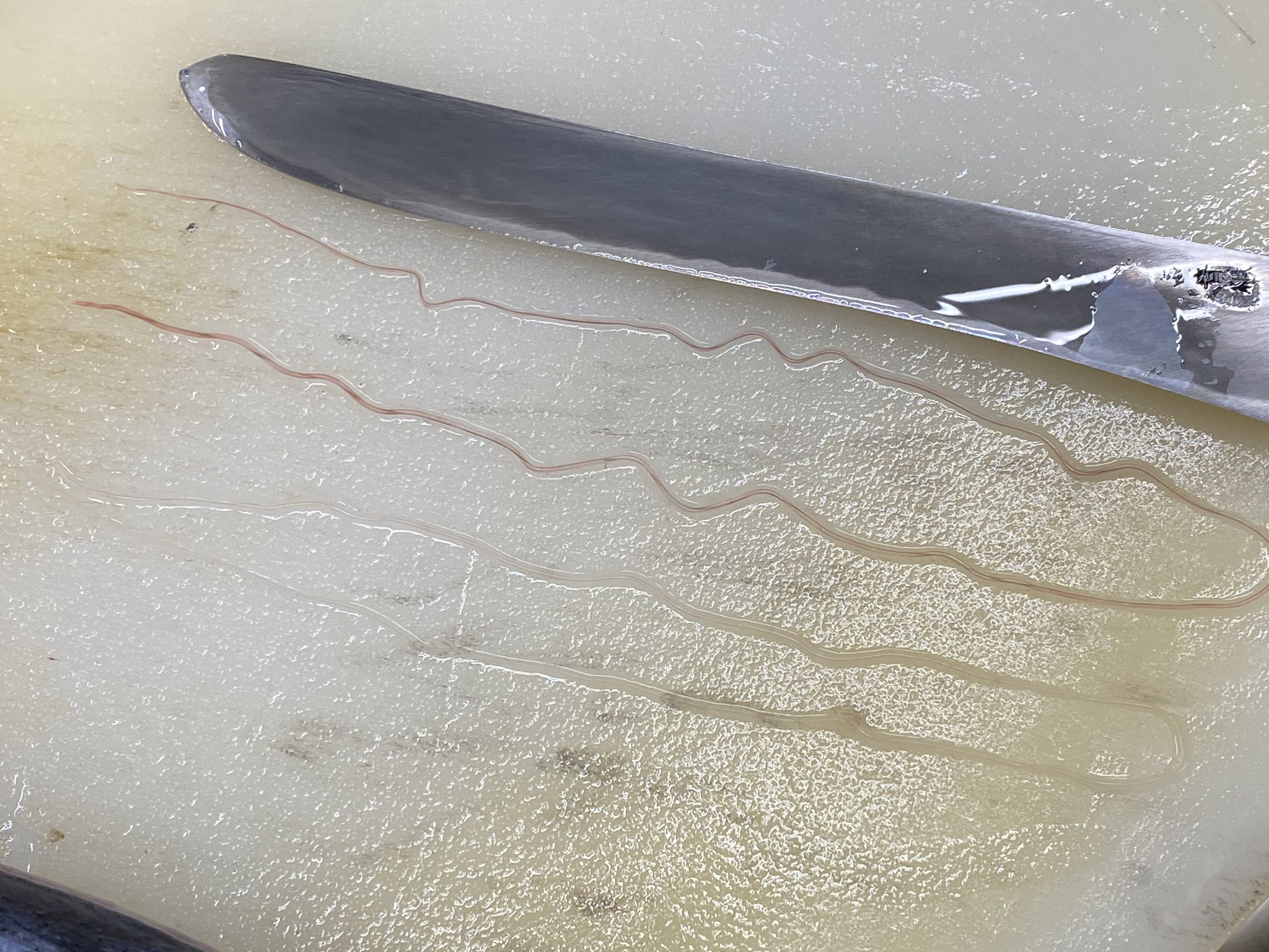 多田水産 って事でかつお糸状虫さんを撮って出しで 寄生虫注意 一ヶ所に二匹はレアですよお客さんラッキーですね 多田水産 って事でかつお糸状虫さんを撮って出しで 寄生虫注意 一ヶ所に二匹はレアですよお客さんラッキーですね