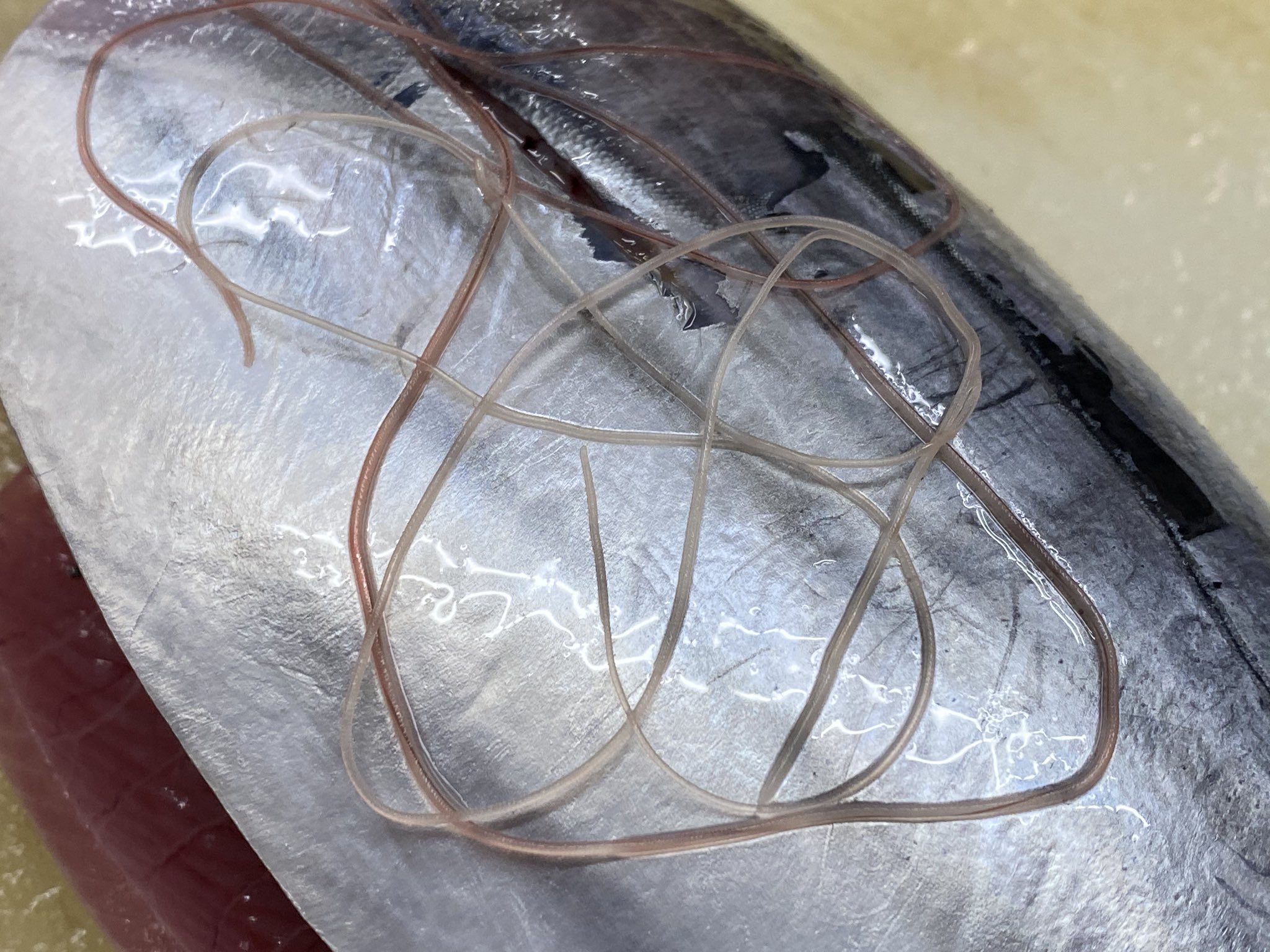 多田水産 冬休み って事でかつお糸状虫さんを撮って出しで 寄生虫注意 一ヶ所に二匹はレアですよお客さんラッキーですね T Co Y109nibnhc Twitter