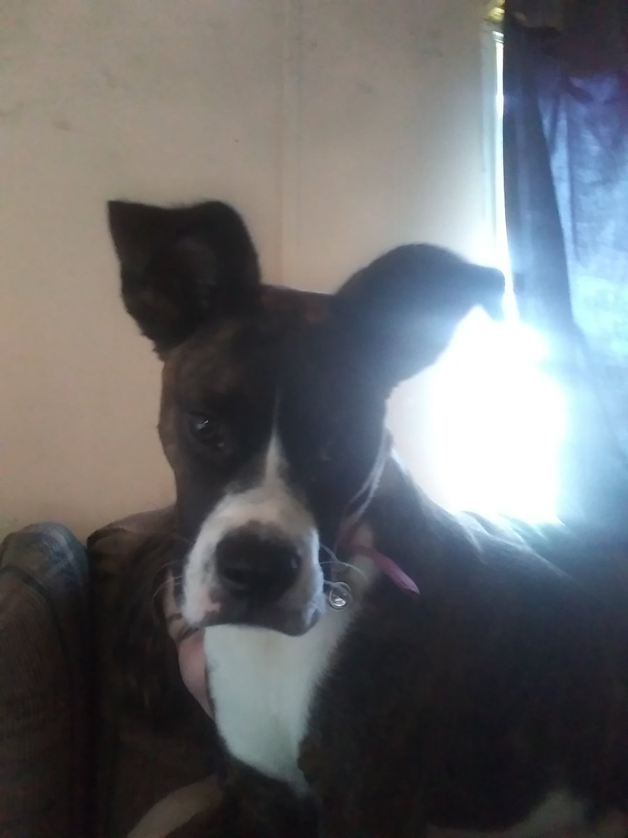 RosieRoodle's tweet image. HI! I'm Rosie! Sissy doesn't know how old I am, she thinks I'm around a year old. 
I was lost and starving and I jumped into sissy's car to get away from the scary wind and now I have a home! I have a big sissy named Daizey Nicole and a little big sissy named Sandy Marie!