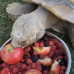 食事が豪華すぎる･･･!きっとこれを見た人は「大富豪に飼われるカメになりたい」と思ってしまう？!