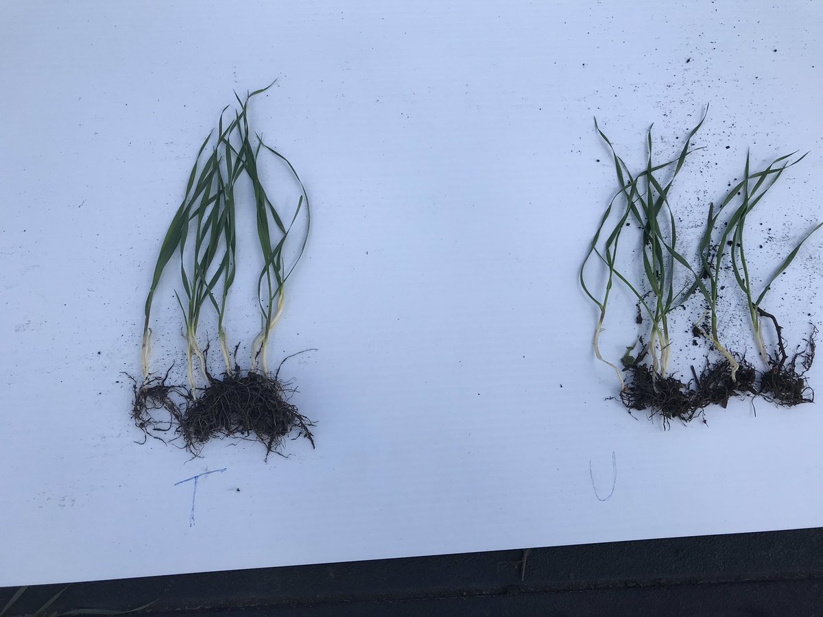rhymeswithspade's tweet photo. @kiradirtson @douggomex @omexag Mine too! Sorry for the makeshift board. Omex on the left, untreated on the right. https://t.co/uWi6Vil7PU