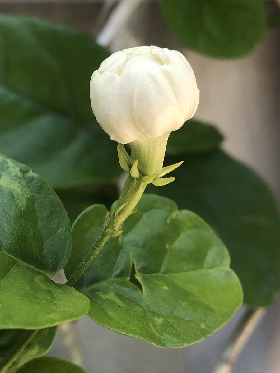 குண்டு மல்லி ரெண்டு ரூபாய்உன் கூந்தல் ஏறி உதிரும் பூ கோடி ரூபாய்... #என்வீட்டுதோட்டத்தில்  #NOFILTER