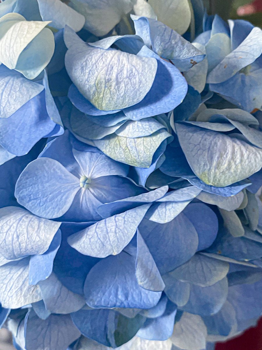 galasdfotografa's tweet photo. Hoy fotografié esta bellísima flor azul #florazul #canon #naturaleza https://t.co/ibSq31vOqk