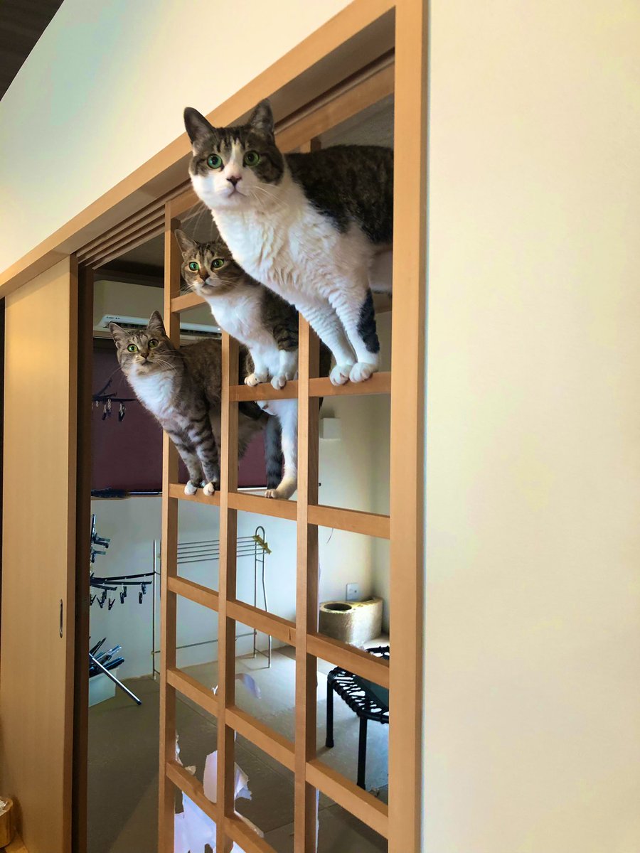 障子を張り替えるつもりだったのに和風ジャングルジムをいたく気に入ってしまったお猫様 先延ばしにした Togetter 障子を張り替えるつもりだったのに和風ジャングルジムをいたく気に入ってしまったお猫様 先延ばしにした Togetter