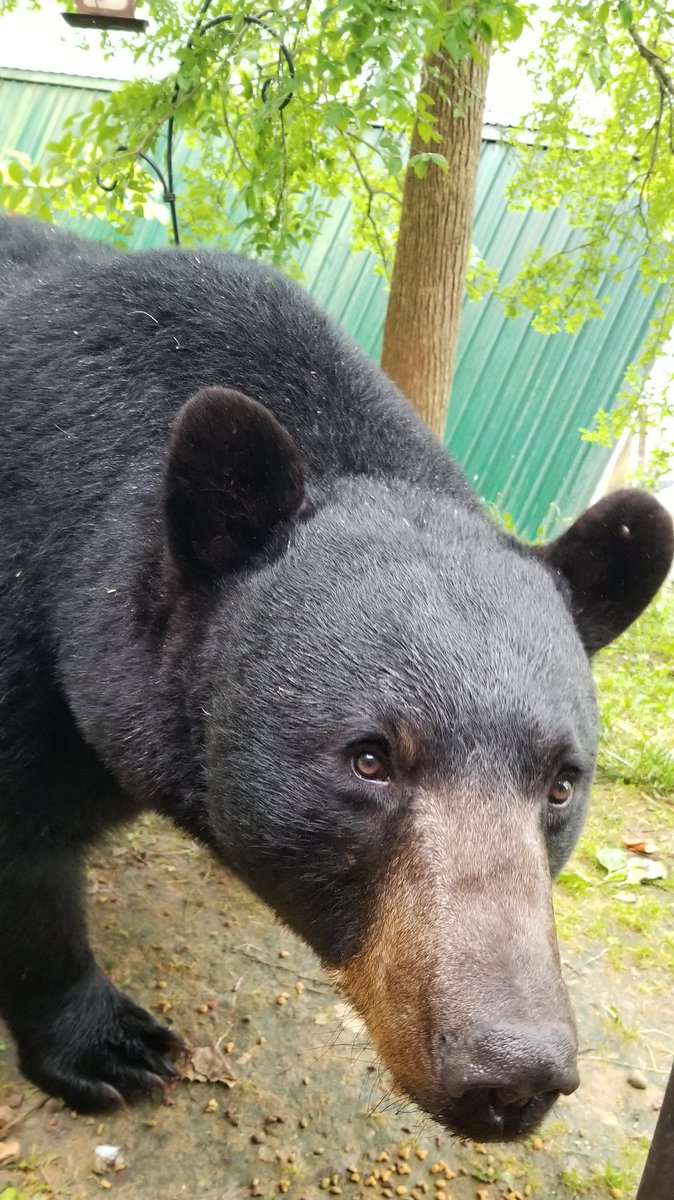 Ironhorse RESISTS 🌊🇺🇸🇺🇦 tweet media