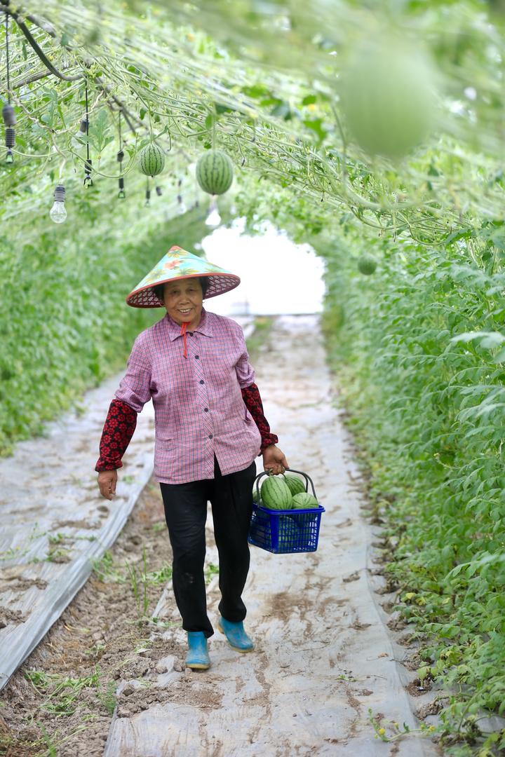 InZhejiang's tweet photo. #LifeinZhejiang On June 16, Pinghu's farmers are busy picking #watermelons in greenhouses. Watermelons here are planted using tunnel shed climbing cultivation technology, which can make full use of the space and plant more watermelons.(via https://t.co/BmF68YWT9u) https://t.co/IlWYsb0F9V