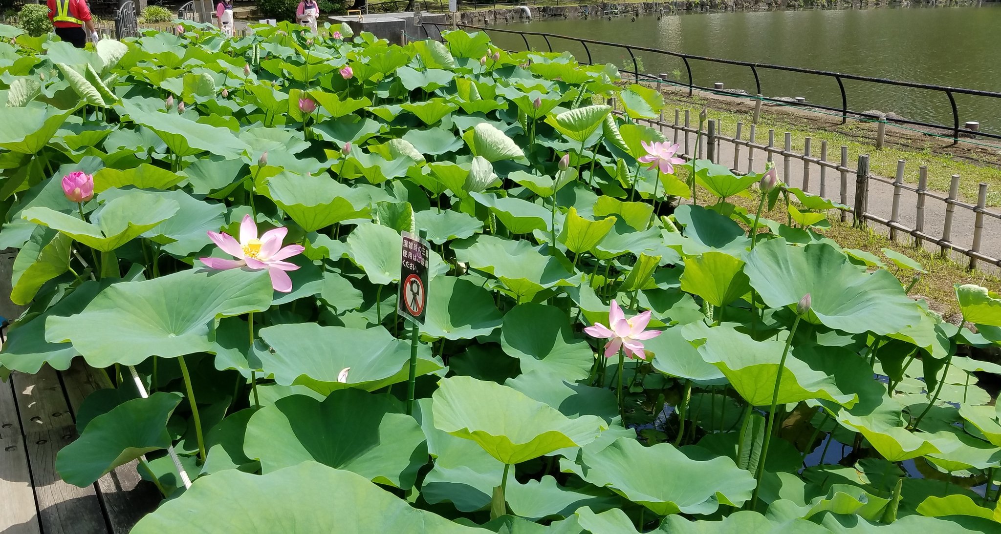 千葉公園カフェ ハーモニー 残念ながら 今年の大賀ハスまつりは中止になりましたが 千葉公園の大賀ハス は開花が進んでいます 幻想的な夜ハスのイベントは 今年はオンライン開催されるそうで 楽しみです 本日もカフェ ハーモニー 蓮華亭売店共に営業