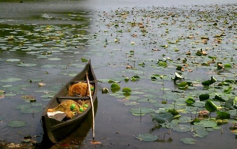 BacWater_Routes's tweet photo. The canals enveloped with lotus &amp; pink lillies is an astonishing sight. As far as beauty, the backwaters is awfully hard to beat. 
#allaboutadventures #dekhoapnadesh #indiafeature #exploremore #theglobewanderer #
#canoeing #canoetrip  #backwaterstories #… https://t.co/jhJvRIIAEQ https://t.co/RHOHfp8oo5