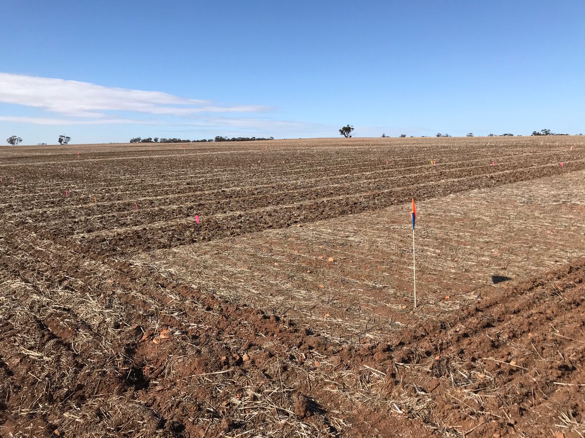Another #bayertrial up and out of the ground, this time near Walebing WA! Thanks to <a href="/cmwsynergy/">Chris Wilkins</a> for sourcing this one. The ARG burden is off. the. charts. We’ll be putting pre em and early post em chemistry through the wringer here. <a href="/Bayer4CropsAU/">Bayer AU 🇦🇺 | Crop Science</a>