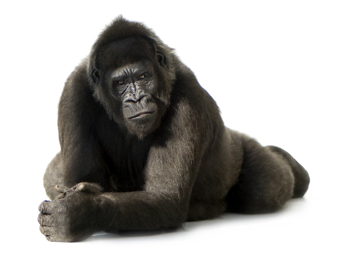 ken_lunde's tweet image. When it comes to #CharacterEncoding and #KeyboardArrays, #ASCII and #QWERTY are the proverbial 800-pound gorillas… …because they will not go away! 🦍