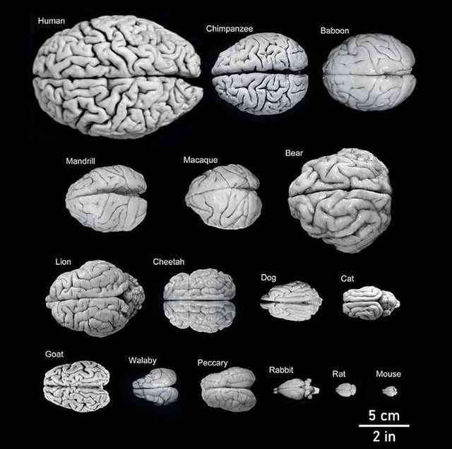 Perbandingan ukuran otak berbagai spesies. Fun fact: lipatan2 pada otak berfungsi agar memaksimalkan luas permukaan dengan kapasitas volume yang sama.