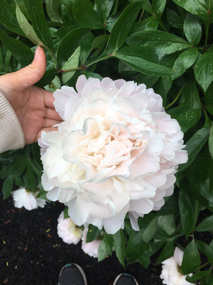 燕子花 この赤のシャクヤクは 散る時に ボサッ と一気に花びらが落ちるので 家に持ち込むと掃除がちょっと大変 花びらの枚数が多くて 一部細かい シャクヤクは ツボミから咲ききるまでの間がとても不思議な感じで好き 庭の花 シャクヤク 燕子花 この赤のシャクヤクは 散る時に ボサッ と一気に花びらが落ちるので 家に持ち込むと掃除がちょっと大変 花びらの枚数が多くて 一部細かい シャクヤクは ツボミから咲ききるまでの間がとても不思議な感じで好き 庭の花 シャクヤク