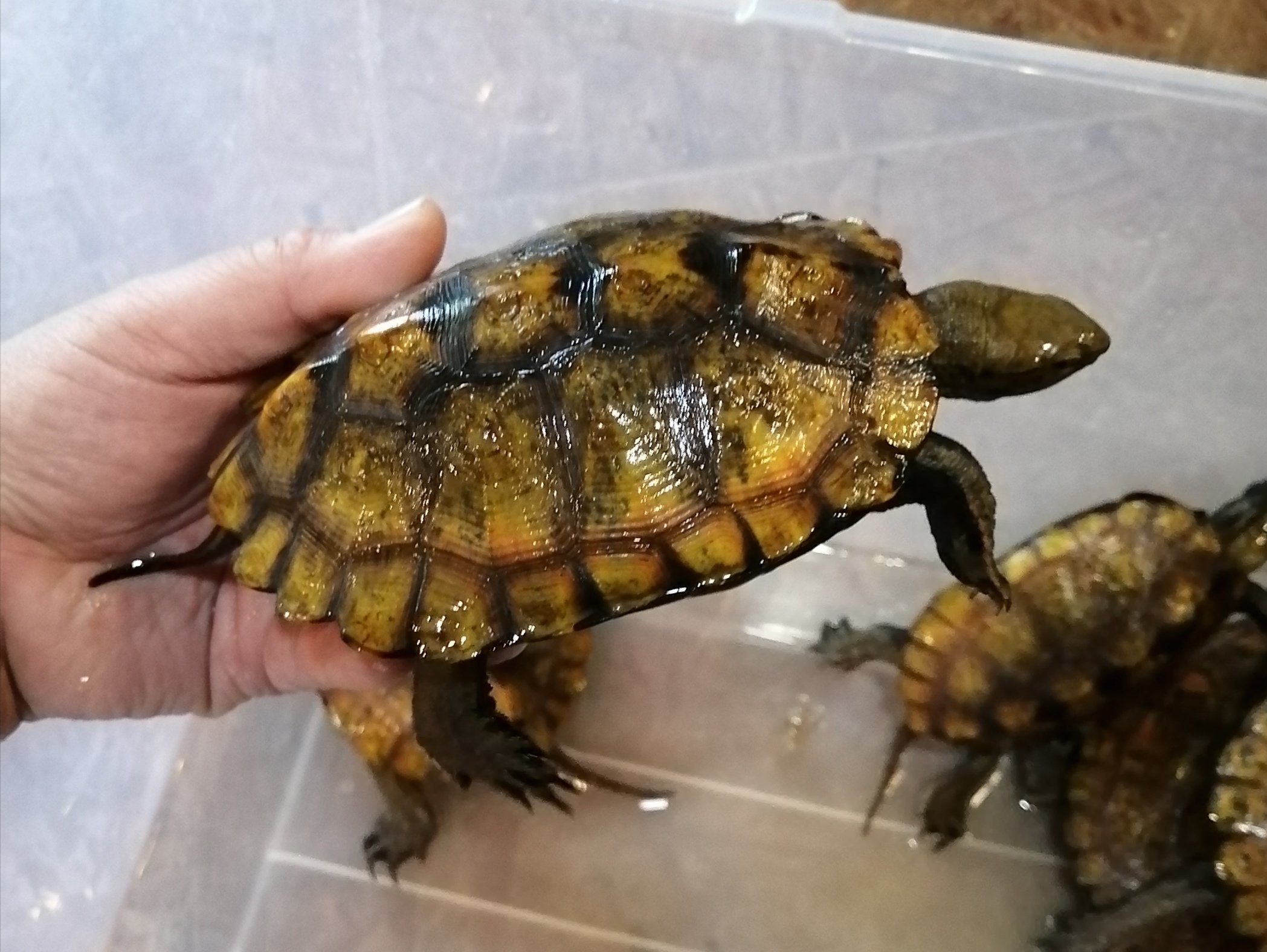 Petshop Sirius ニホンイシガメ オス メス多数入荷しました T Co 0ohdv7myqn Twitter
