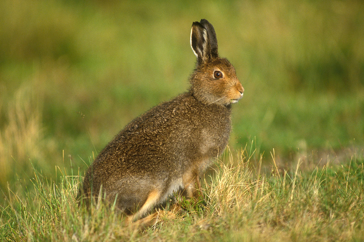 Gameandwildlife's tweet photo. 📝 Distribution of mountain hare populations in Scotland across 20 years

Read a quick summary of our peer-reviewed paper here:
➡️ https://t.co/euiFTNaD8m

@nickhesford https://t.co/gfxrLqU7Lw