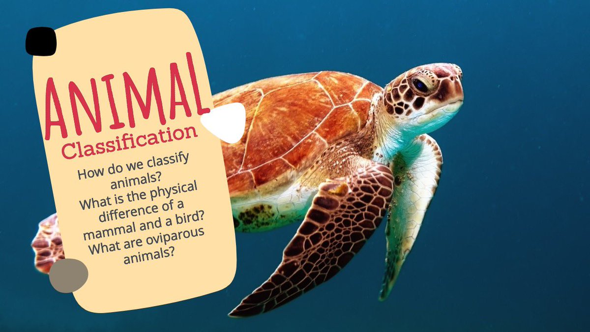 viral_ed's tweet photo. Explore the methodology behind how we classify animals. In this video, we discuss in detail:
- How animals are classified?
- Why animals are classified?
- What the six classifications of animals are.

https://t.co/7oMDlgSyIT https://t.co/1s4tEBIk3B