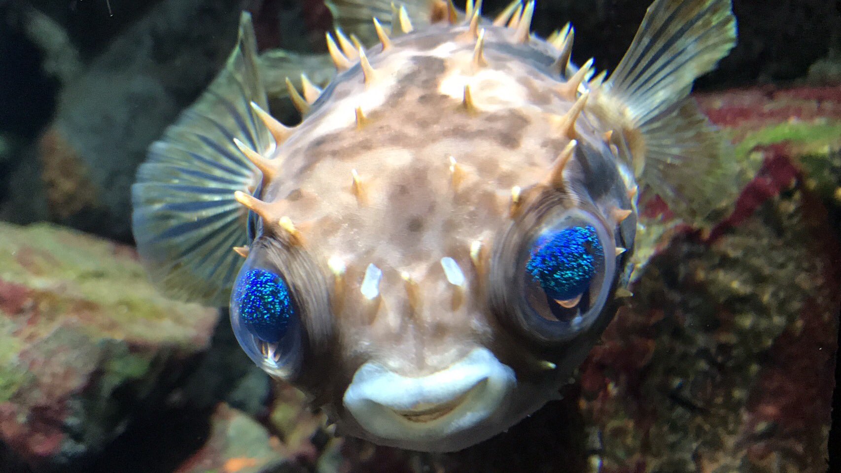 上越市立水族博物館 うみがたり うみがたり 本日の フグ三昧 メイタイシガキフグ 眼が大きくてキラキラ 眼の青さは 照明の光の反射によるものですが綺麗ですね ハリセンボンの仲間で 針が短くて常に立っているのが特徴です うみがたり
