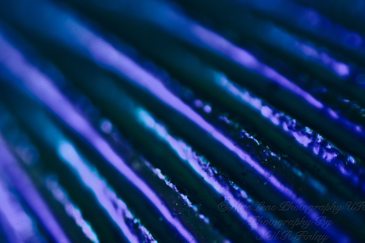 bluelensphotouk's tweet image. A little #abstractcolour from #abstractmacrophotography