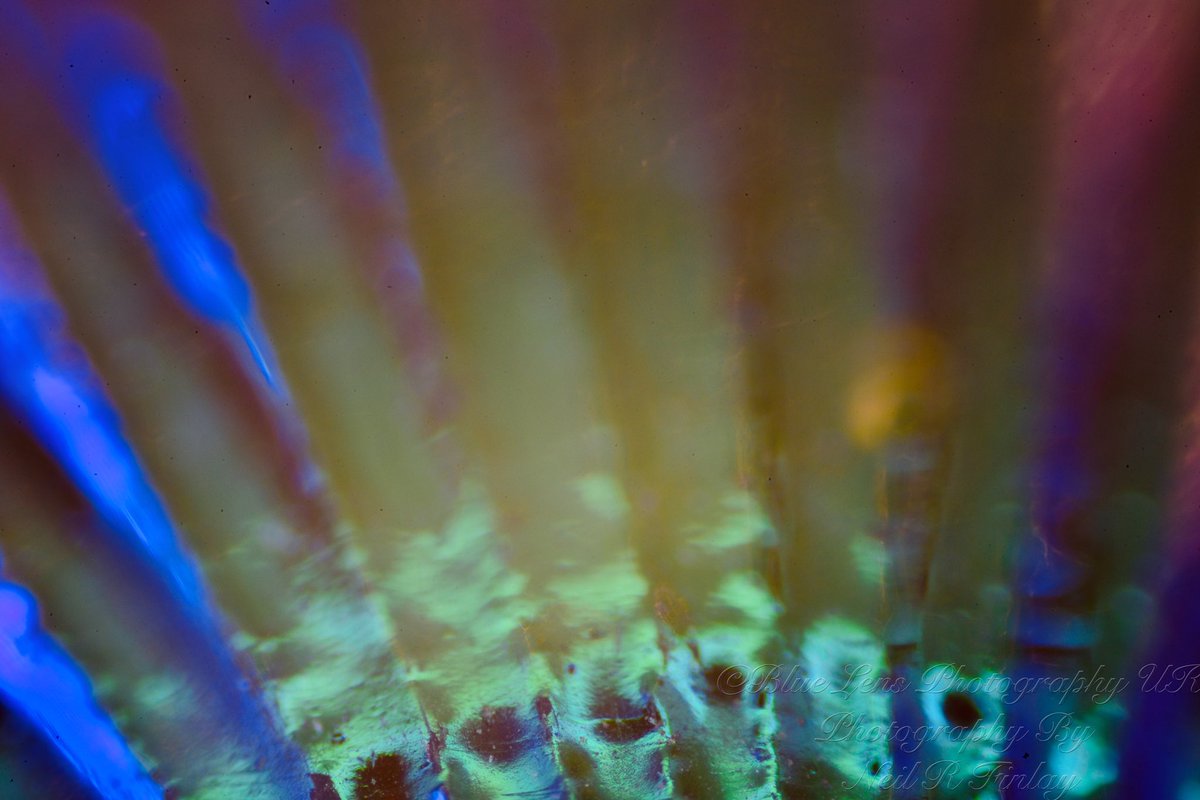 bluelensphotouk's tweet image. A little #abstractcolour from #abstractmacrophotography