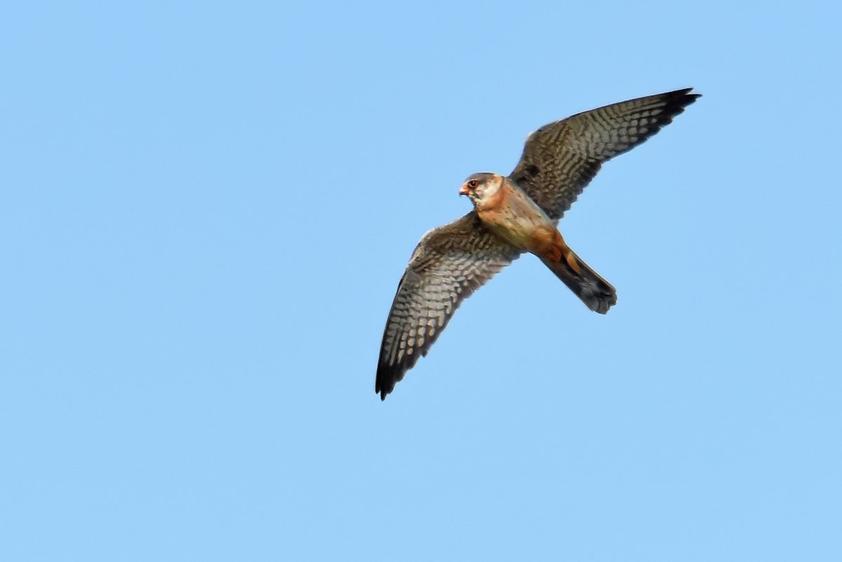 MothClark's tweet photo. I posted this yesterday for #NaturePhotographyDay (which I thought was every day, when I have time! 🤣) but accidentally deleted it - another pic of the young male #red #footed #falcon at #Beeding #Hill between #Upper #Beeding &amp; #Shoreham, #Sussex on Saturday https://t.co/YoIJWxykeU