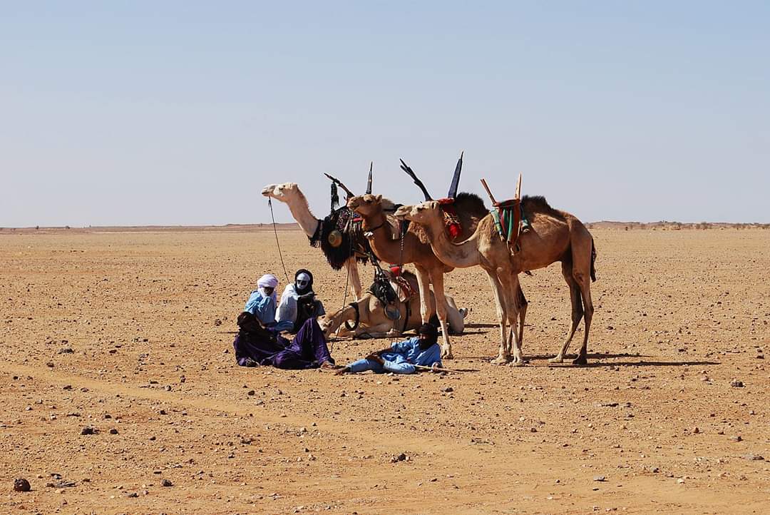 osamathini's tweet photo. أخد القليل من الراحة أتناء السفر والتنقل من مكان الى آخر عن طريق #ايمناس اي #الأبل 🐪 في #الصحراء .. #الطوارق
#A_little #rest #Traveling #by #camels in the #desert .. #The_Tuareg #people #who #are #nomads https://t.co/7Be7QW8mYD