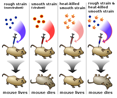 4/ Astonishingly, the mice developed pneumonia and died. Upon examination of the mice's blood, Griffith also found living bacteria, which bore characteristics of the virulent smooth strain (which had been heat-killed)! https://en.wikipedia.org/wiki/Griffith's_experiment