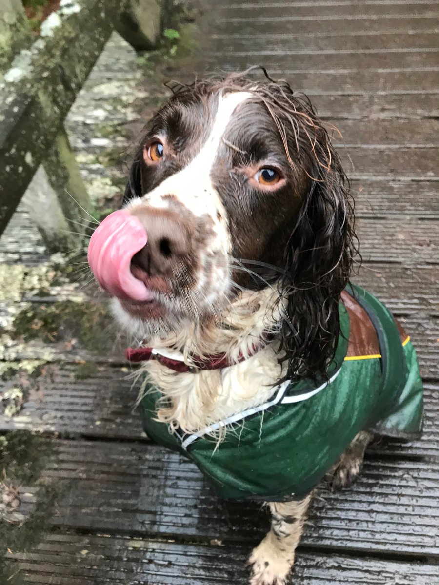 Kiyo's look of the week - otter or woofer?

#westcoastwaters #westcoastwoofers #dogsoftwitter