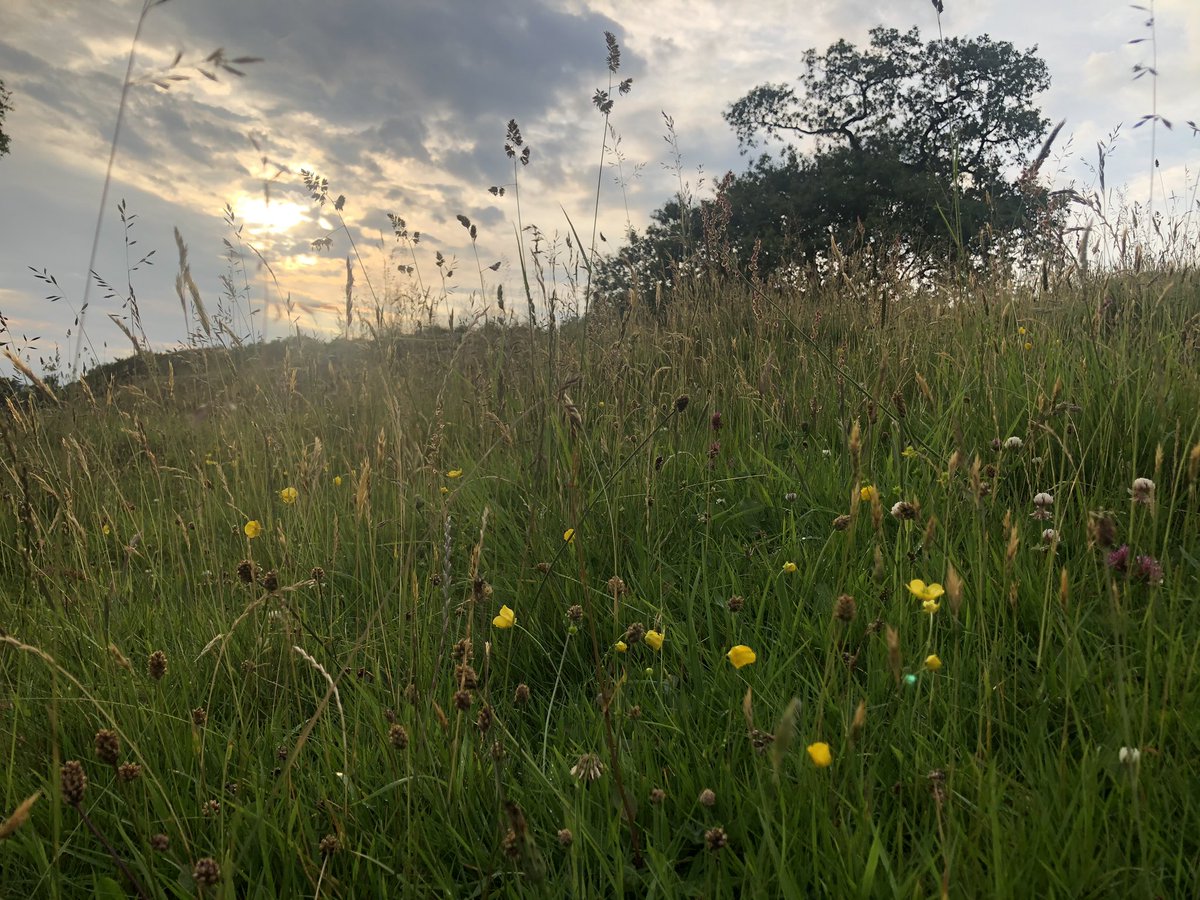 forestfairylake's tweet photo. Last nights stroll #chimneysweeper #moth #peacockbutterfly #caterpillar #insects #meadow #mushrooms #dryadsaddle #summer #woodland #woods #forest #trees #plants #wildlife #nature #goodorthesoul #NaturePhotography #photography #windermere #LakeDistrict #Cumbria https://t.co/8jb0I9SwbJ
